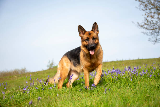 German Shepherd is a typical loyal dog breed to choose