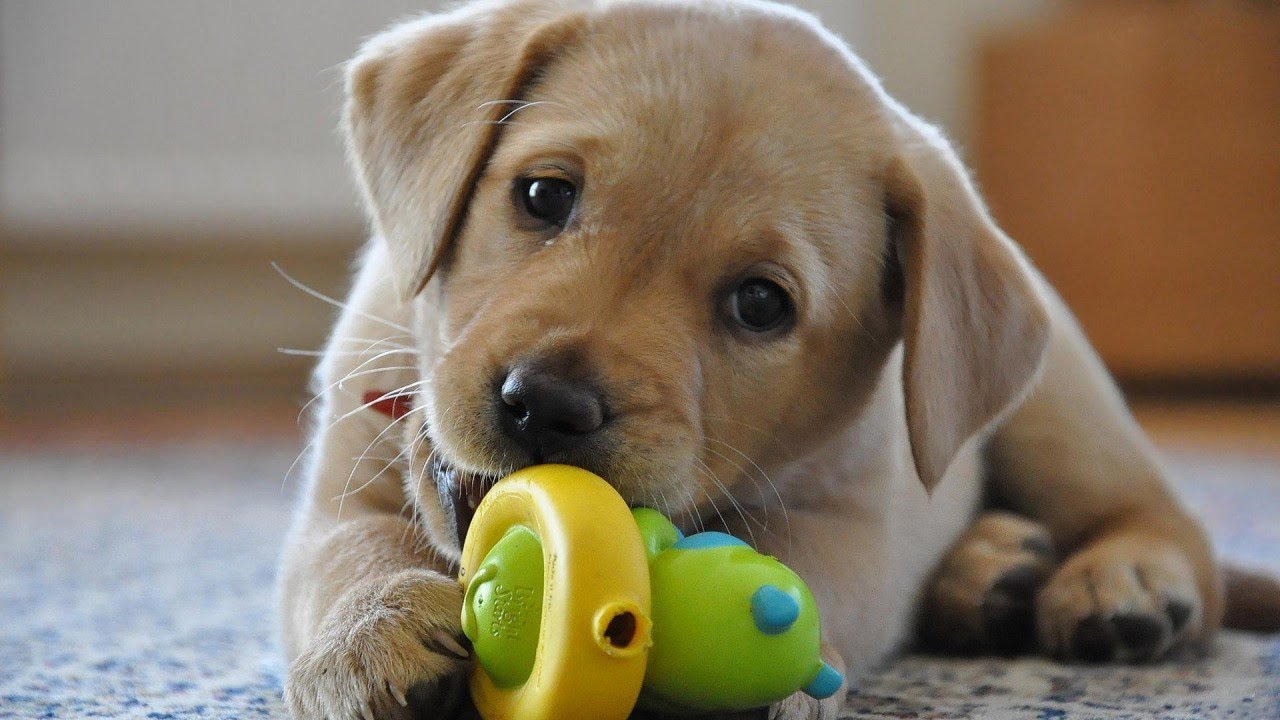 In this time, puppies teeth start to emerge