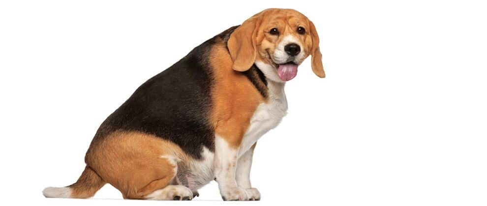 Understand about dog obesity