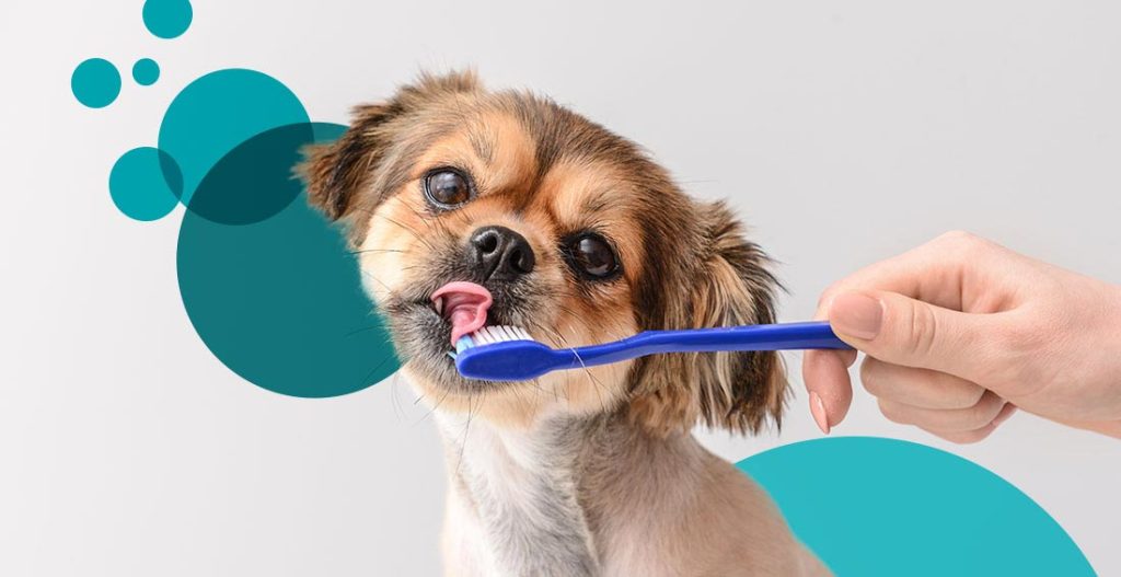 How to Brush a Dog's Teeth