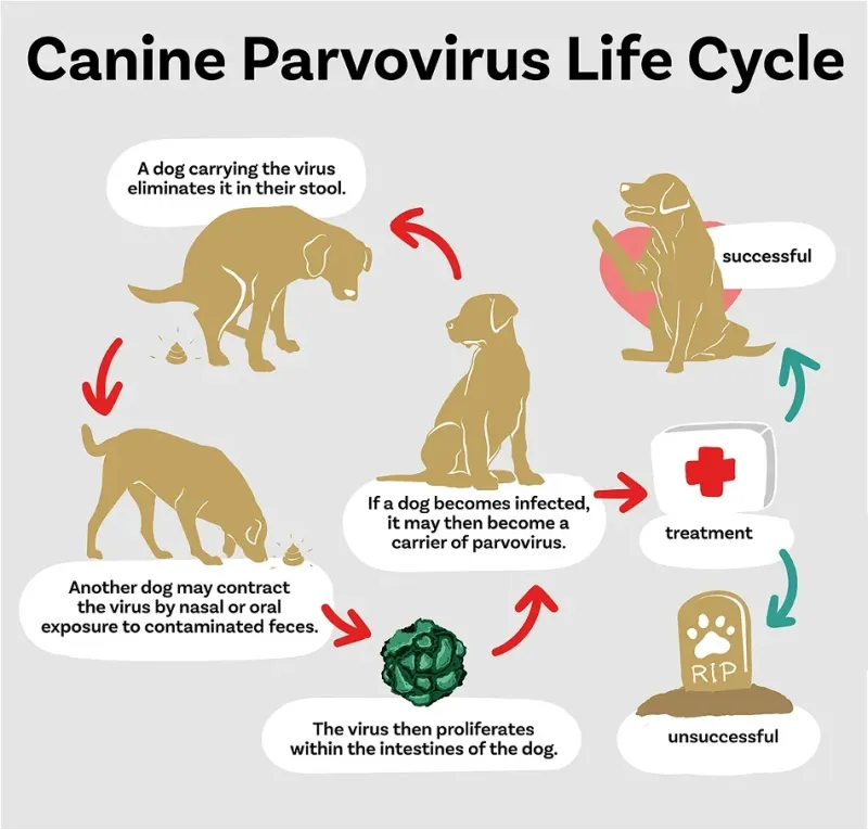 Parvovirus is extremely dangerous for dogs