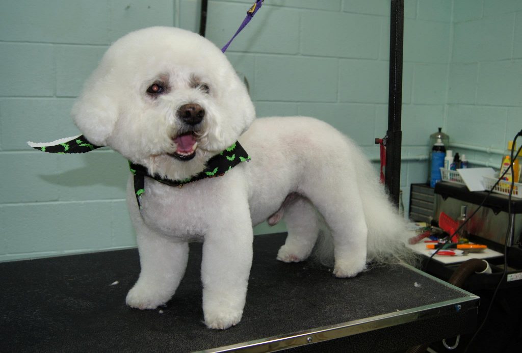 What Is a Puppy Cut