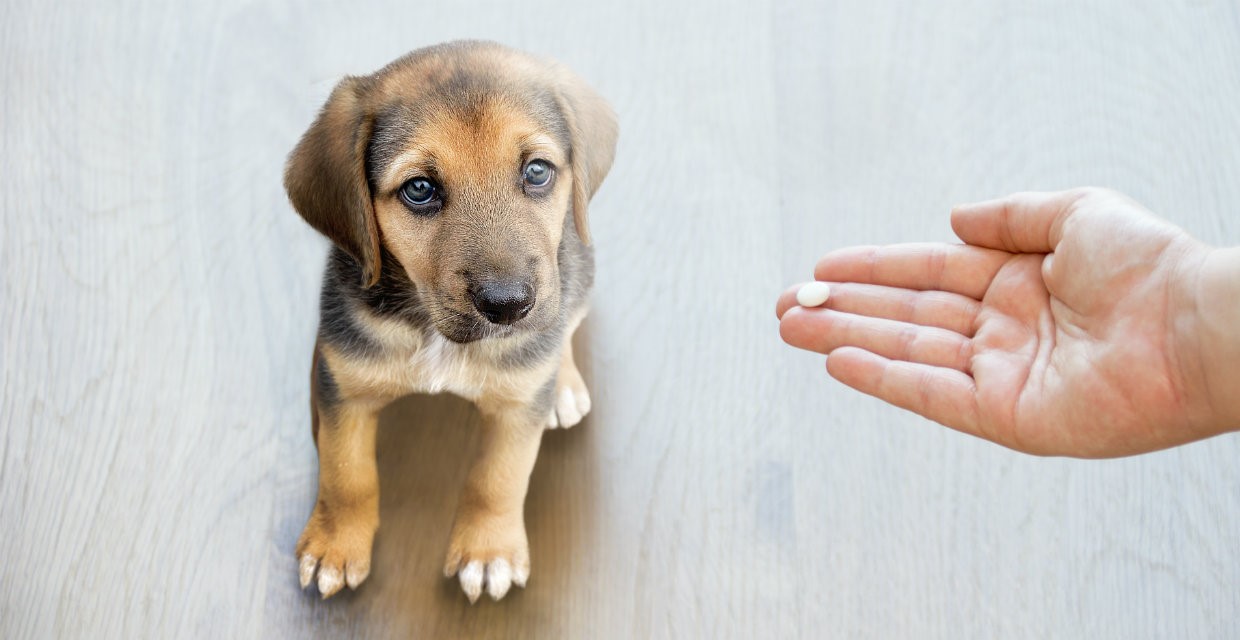 Handle worm medication for puppies with care