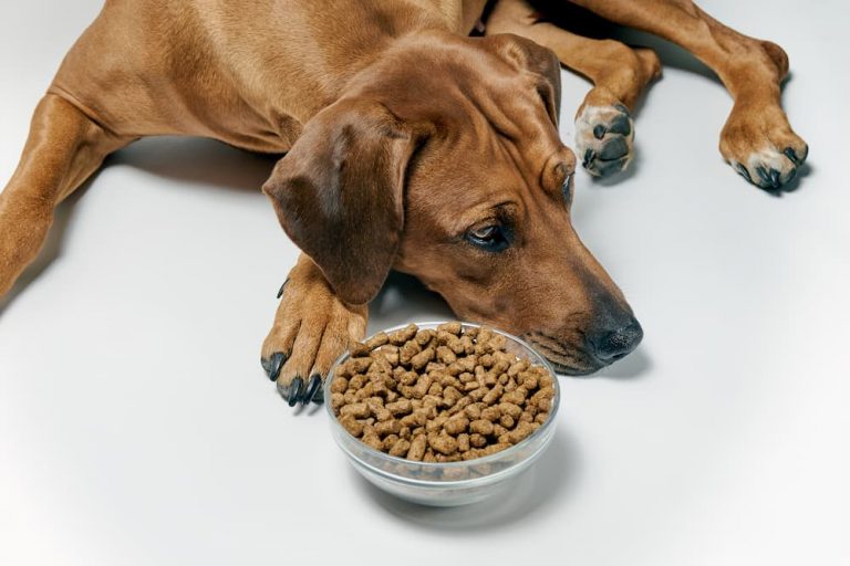 Understanding why dogs lose appetite