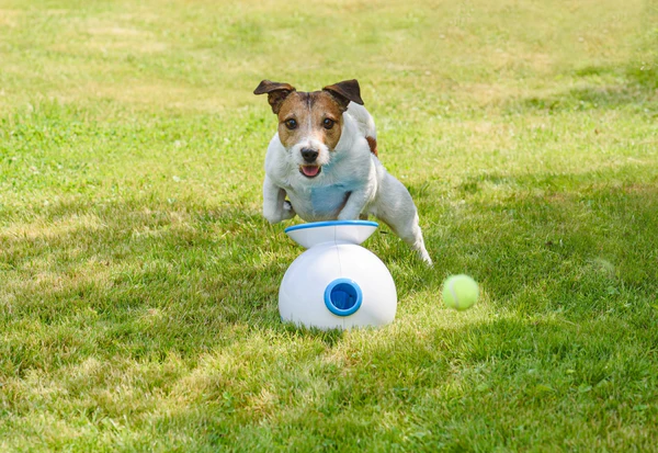 Daily playtime is essensial for training