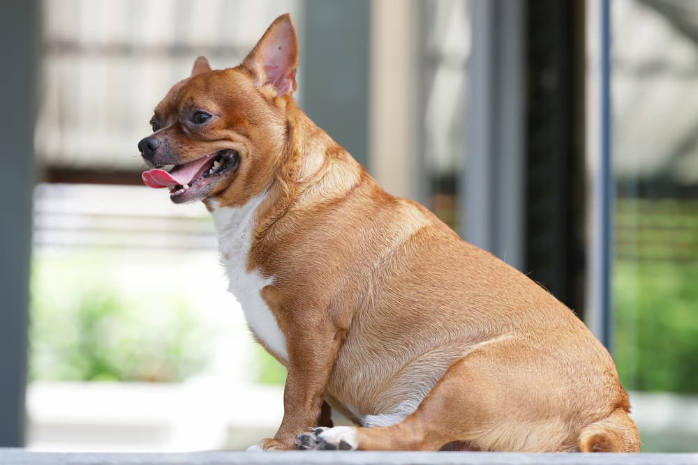 Dog Obesity: Risks, Signs and Solutions