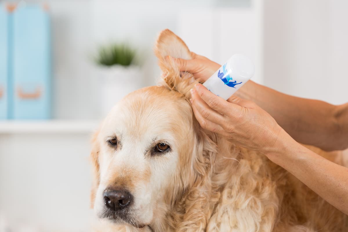 gently lifting the ears and applying the cleaner