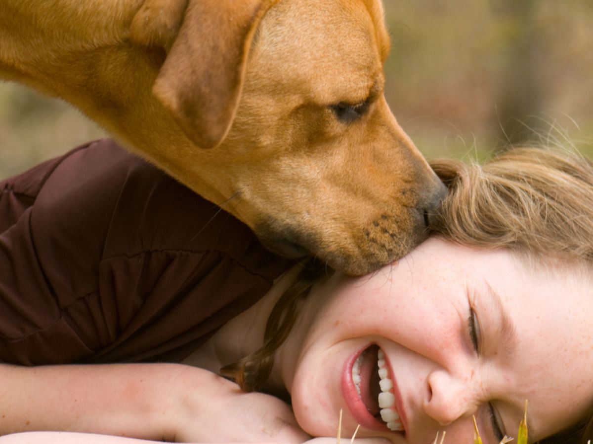 Dog licking can be considered as kiss