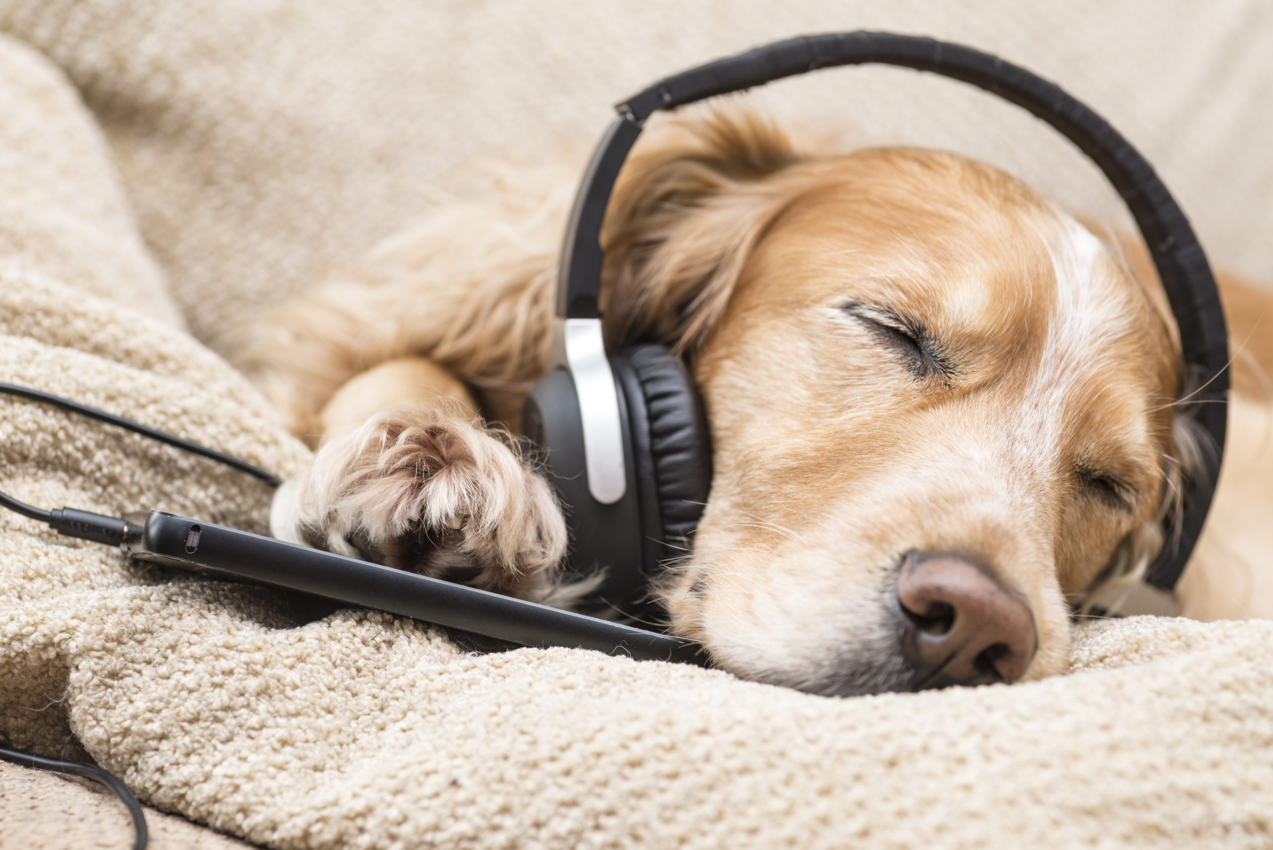 Listening to calming music is a great way to reduce stress for dog