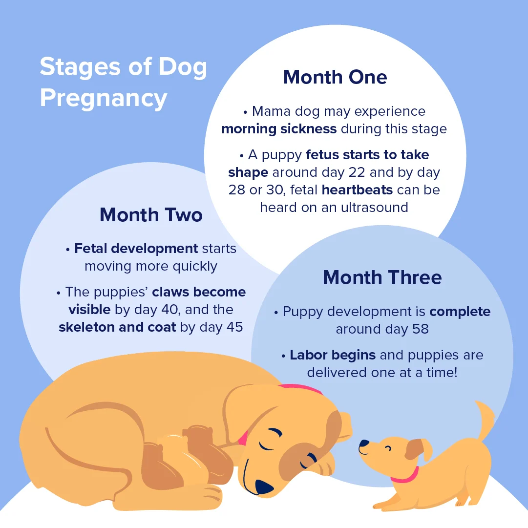 Stages of Dog Pregnancy