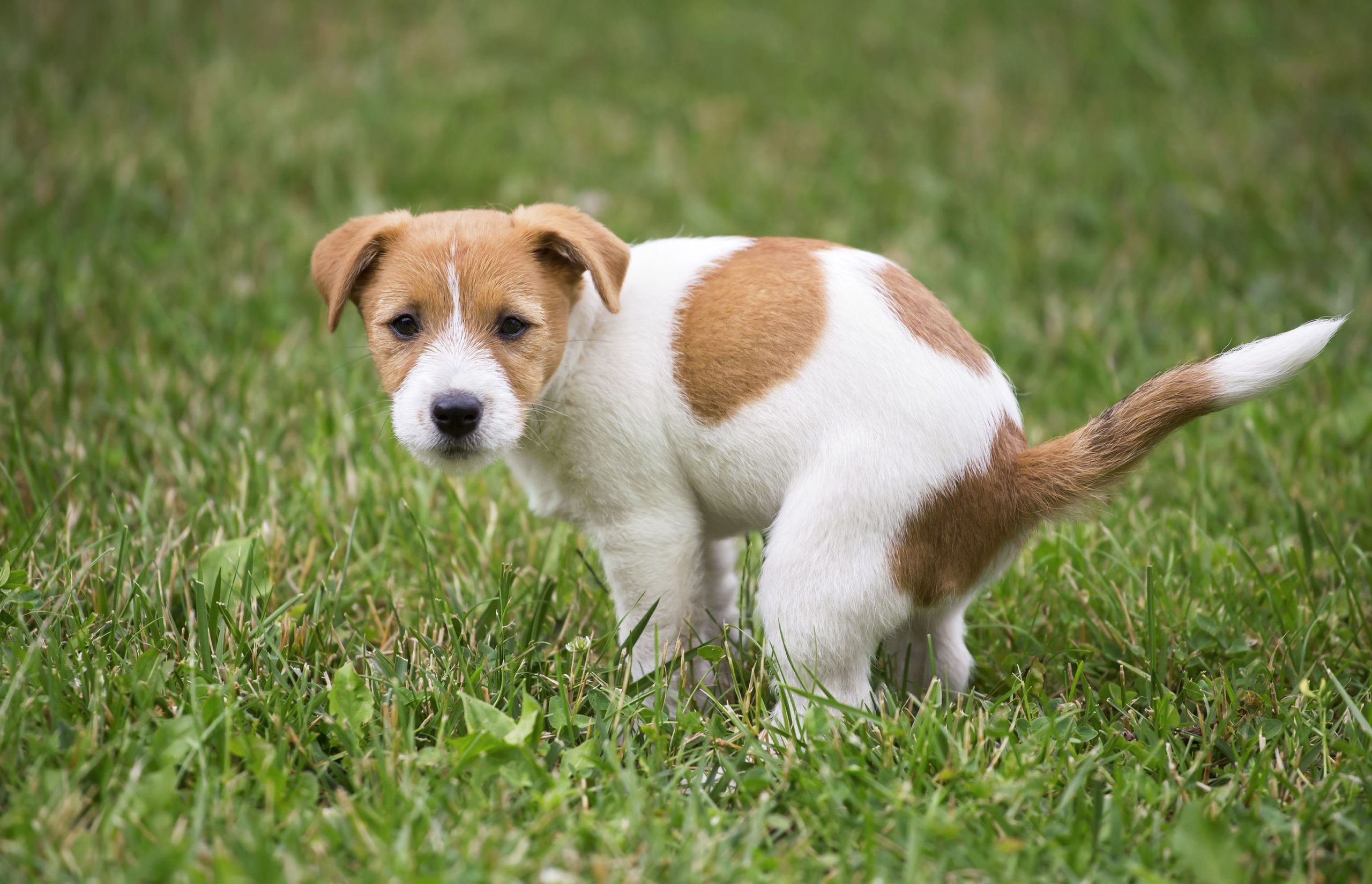 Outdoor potty training is ideal