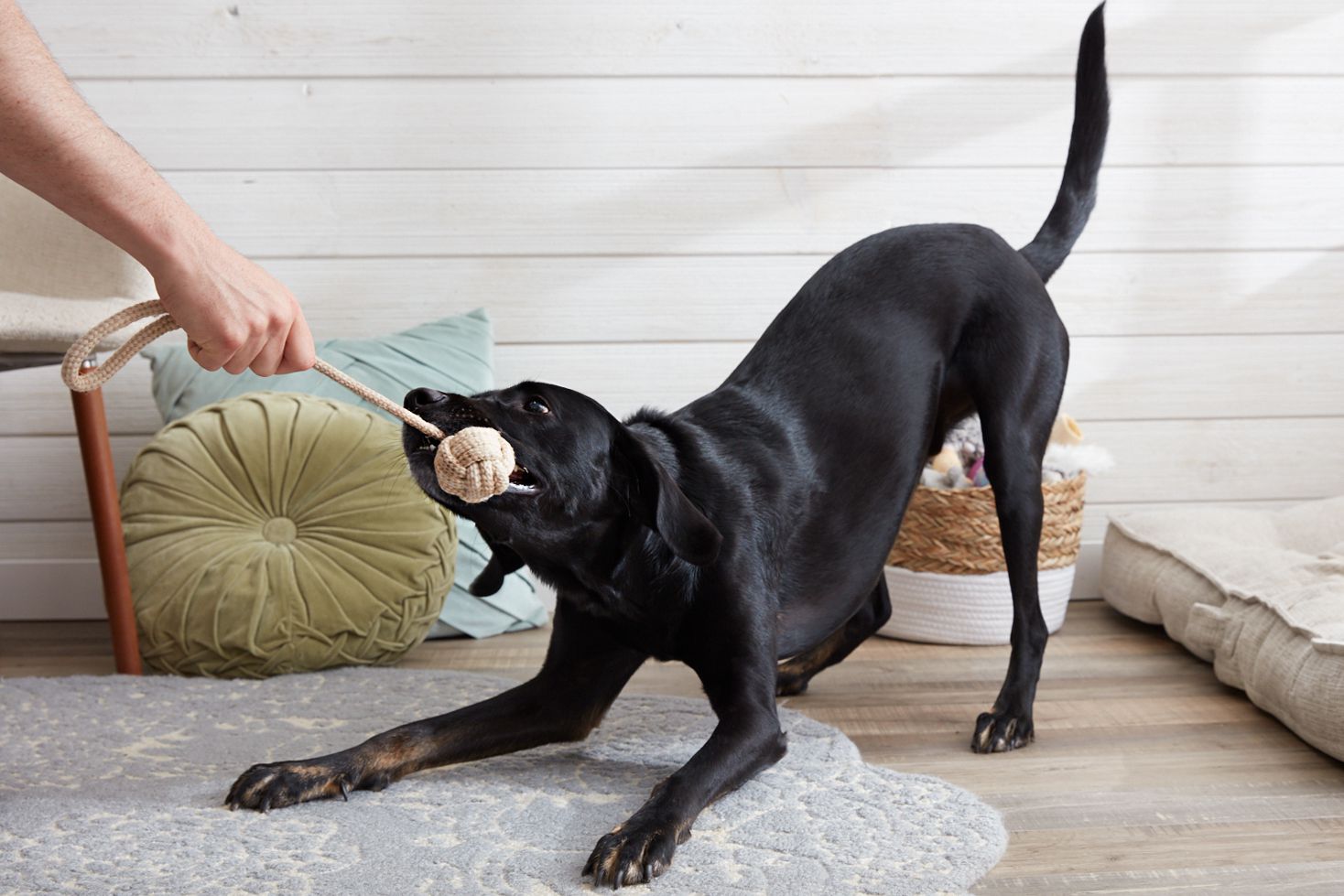 tug-of-war is really fun to play with your dogs