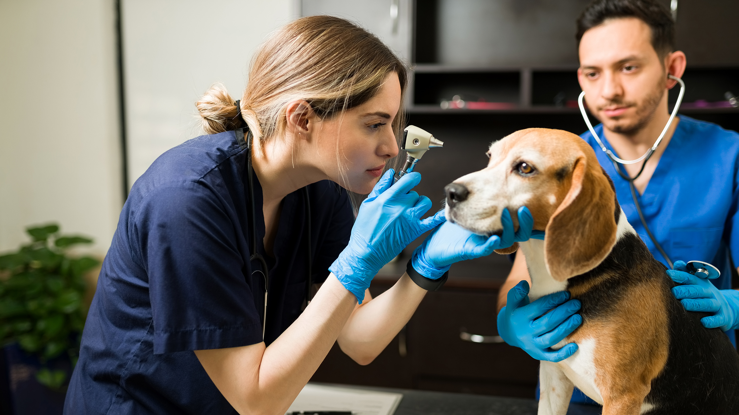 Visiting vet regularly