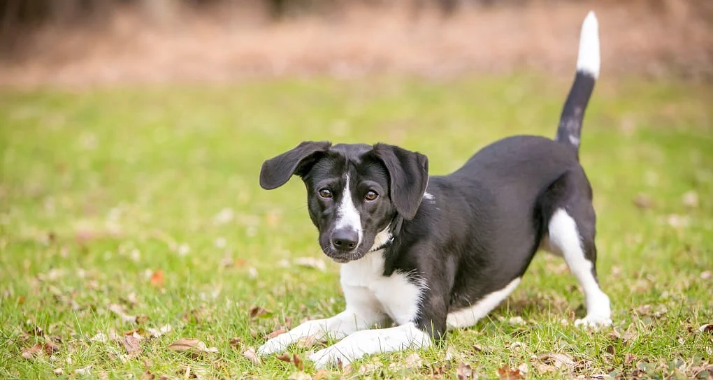 Wagging tail is the obvious proof of dog loving you