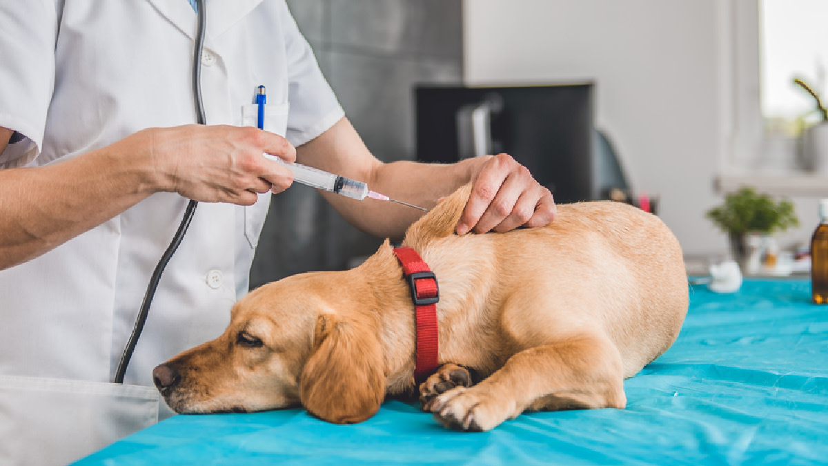 Vaccination is vital for dogs