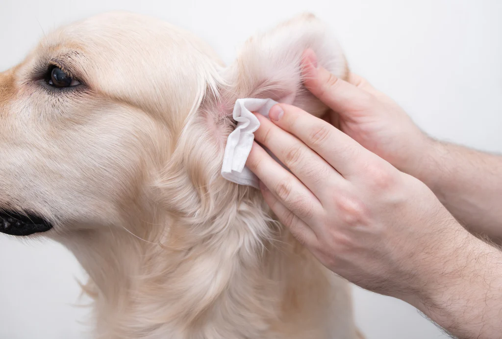 Ear Wipes are useful for cleaning dog ears