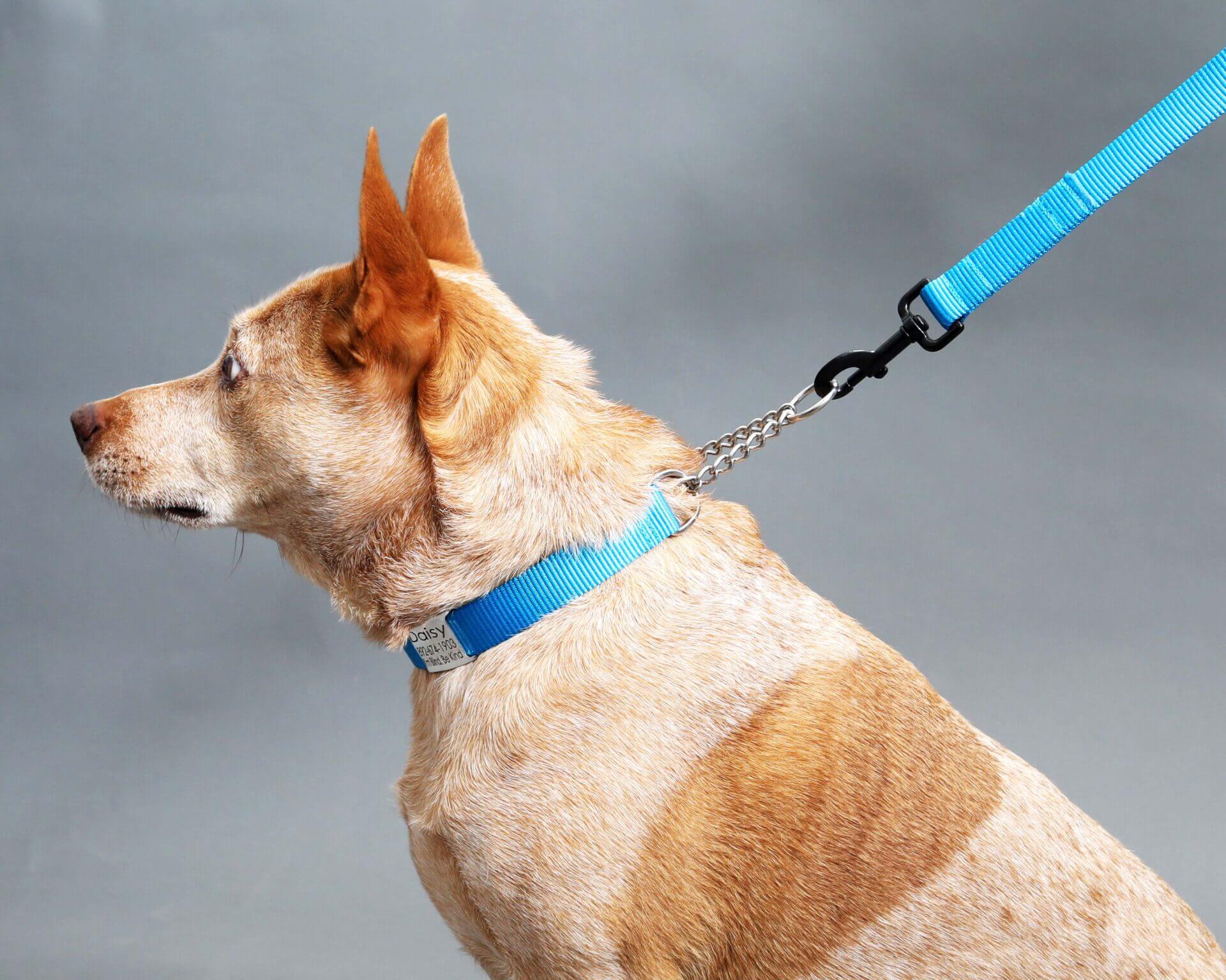 Martingale Leash is one option for dogs