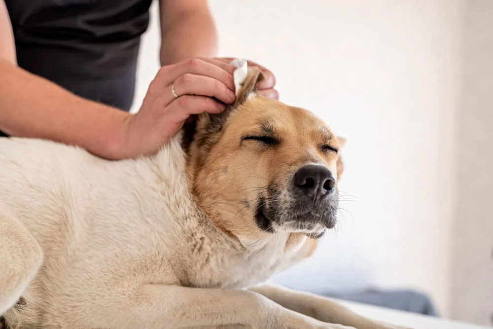 Massage the Base of the Ear before start cleaning