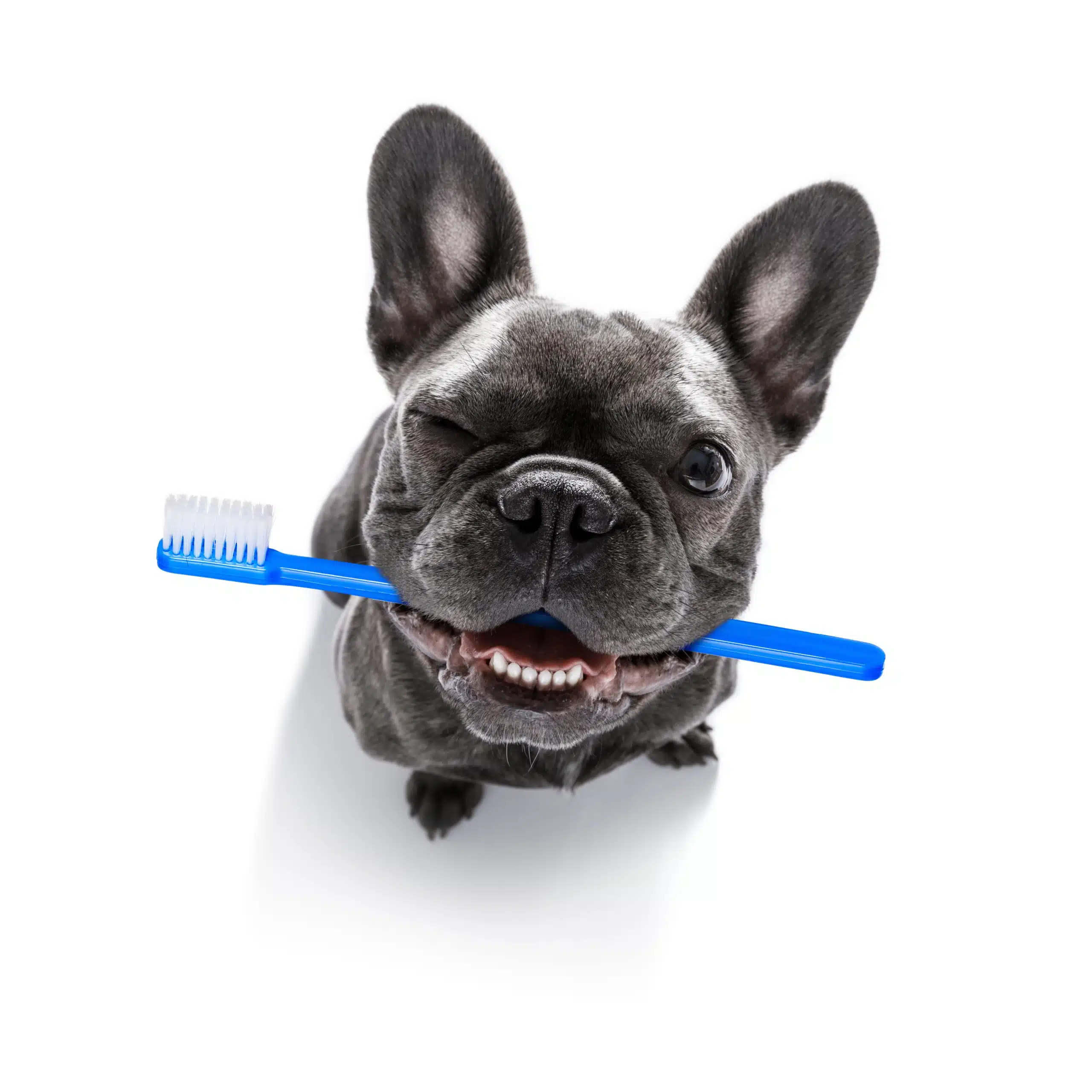 Choosing dog toothbrush can be difficult