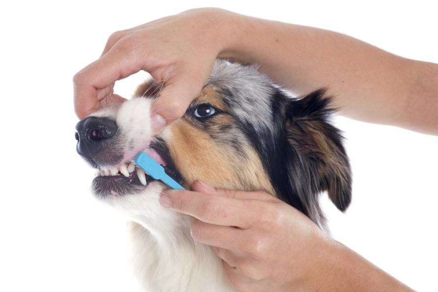 You should brush your dog's teeth daily