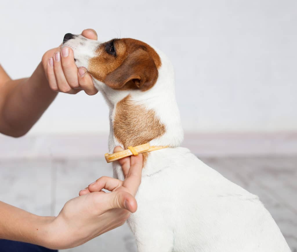 Flea collar is a common option