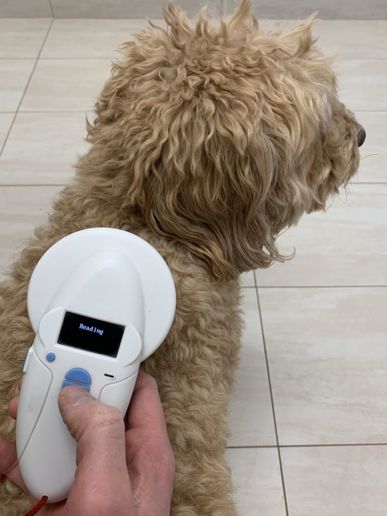 Microchipping for dog does not have an age limit