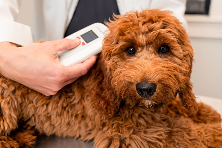 Microchip scan to identify dogs