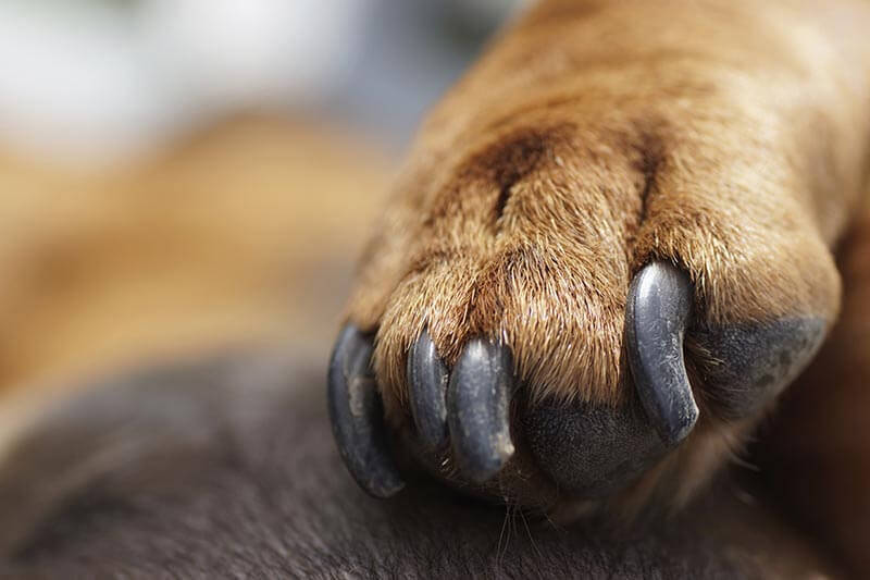 Keeping dog nails in shape can help boost overall health