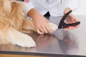 Making nail trimming a positive experience