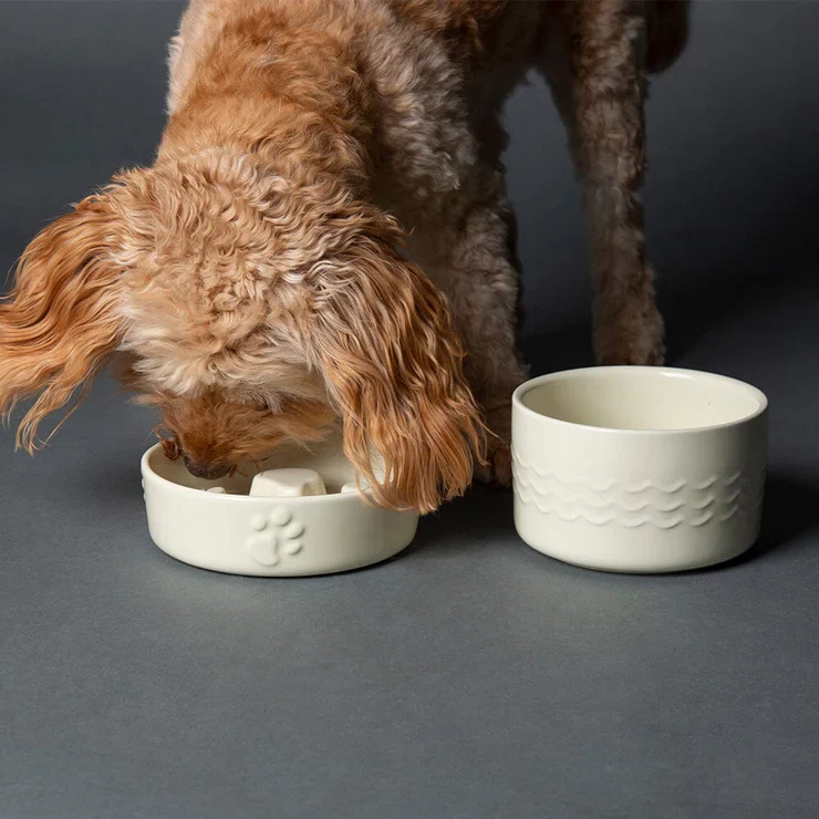 Introduce your dog to the new bowl