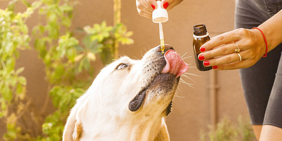 Understand about CBD oil for dogs