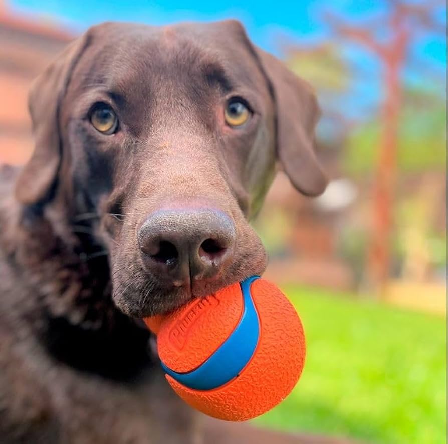 Chuckit! Ultraball for dogs